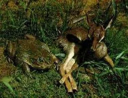 frofdeer (2).webp