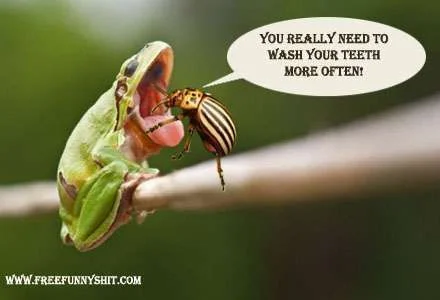 frog-at-dentist.webp