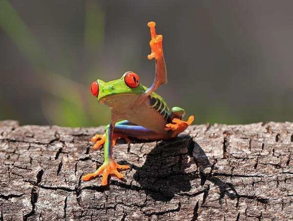 frog finger.webp