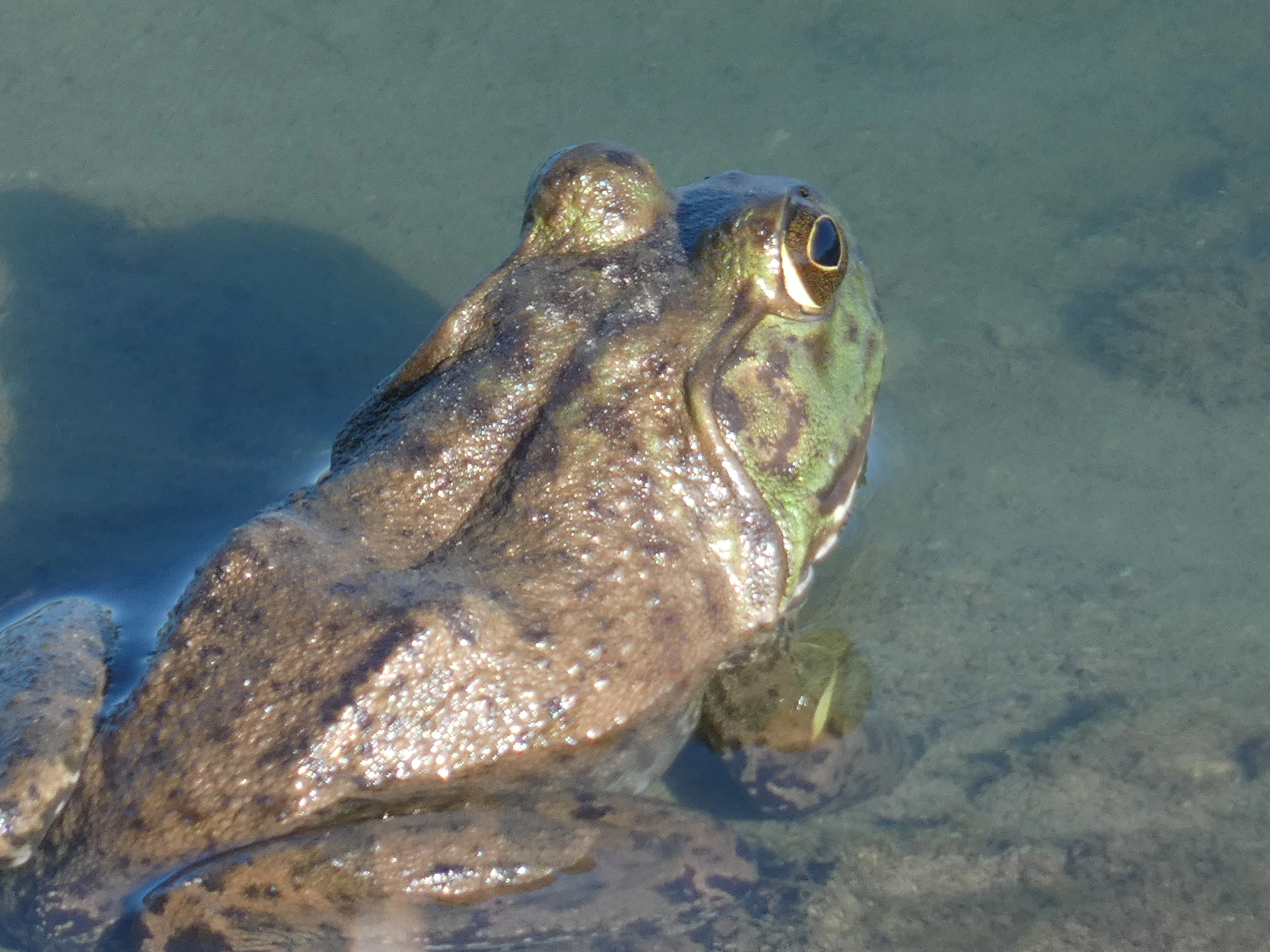 frog KY 09152023.webp