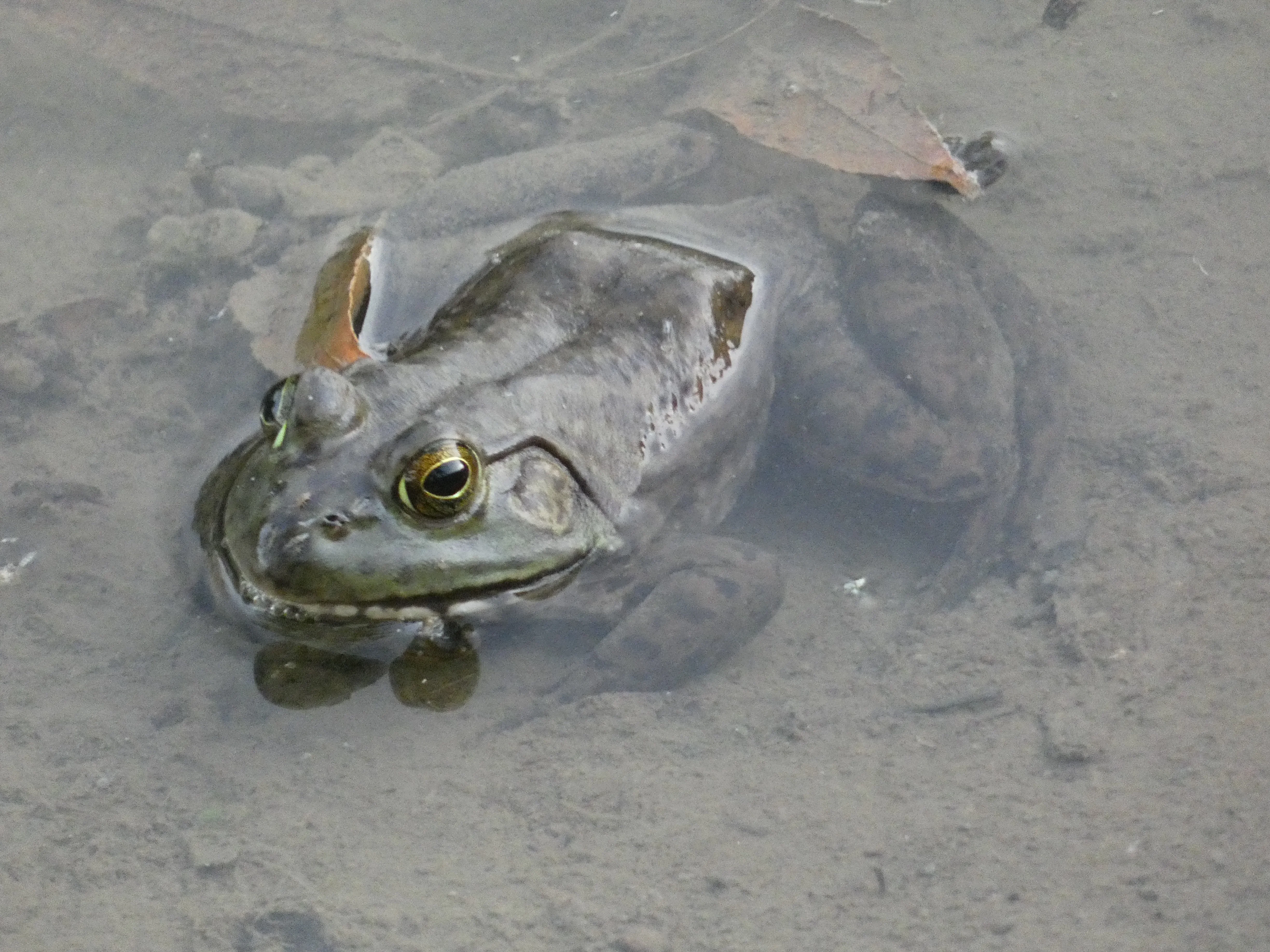 frog KY.webp