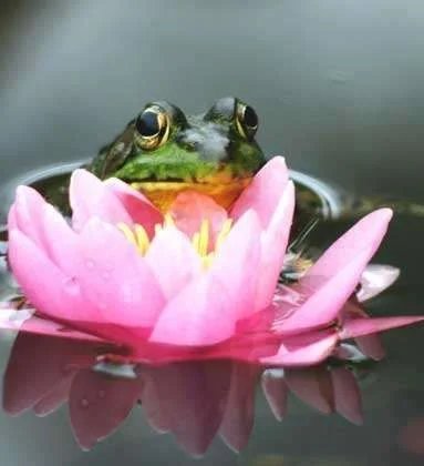 frog lily.webp