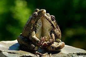 frog love.webp