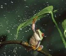 frog,nature,photo,photograph,photography,rain-55def1c8e2954c8b12e3af79c7068143_m.webp
