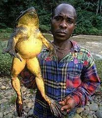 Frog on steroids.webp