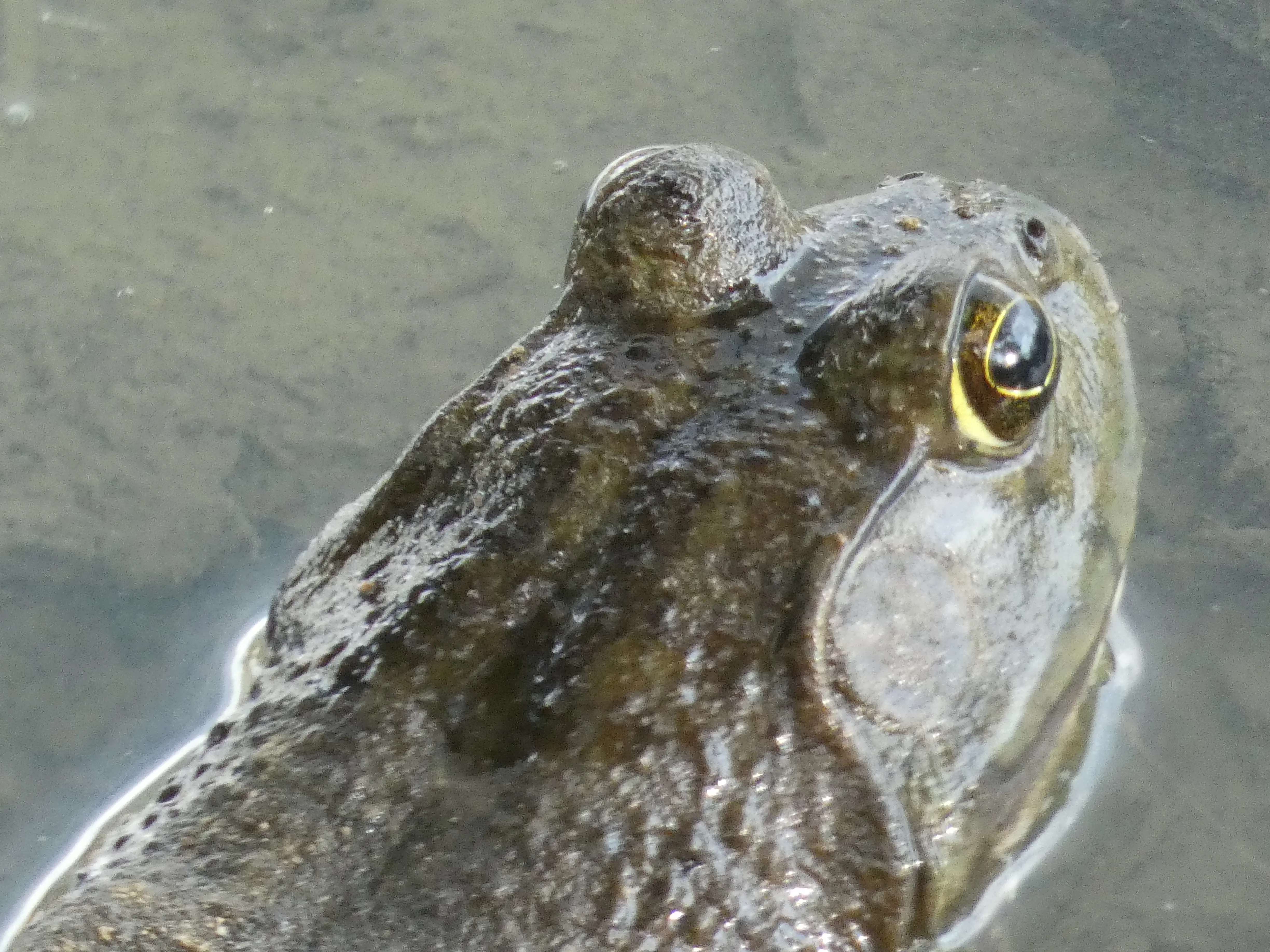 frog or toad.webp