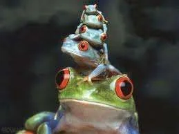 frog stack.webp