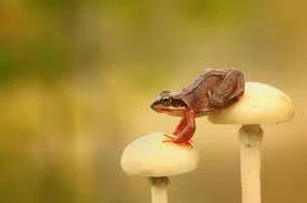 frog.webp