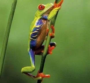 frog.webp