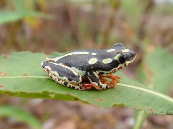 frog.webp