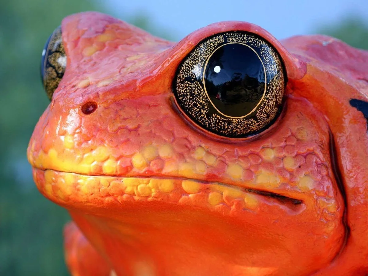frog.webp