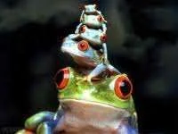 frog.webp