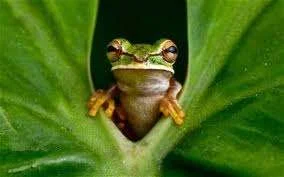 frog.webp