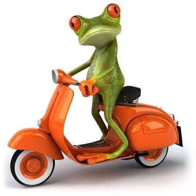 frog1.webp