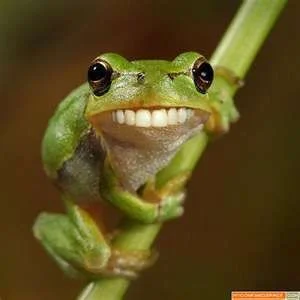frog1.webp