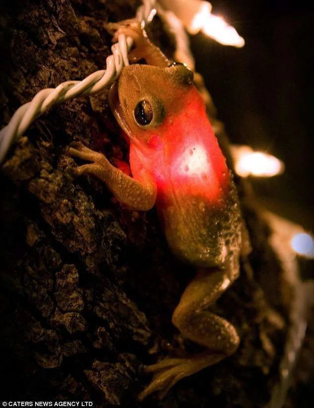 frog1.webp