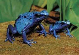 frog1.webp