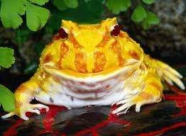 frog2.webp