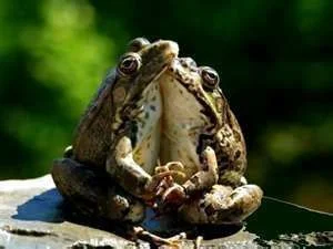 frog3.webp