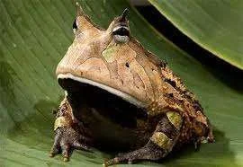 frog3.webp