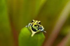 frog3.webp
