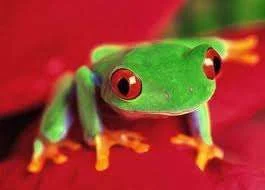 frog4.webp