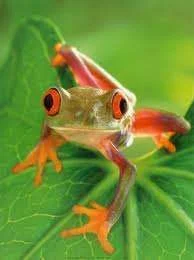 frog5.webp