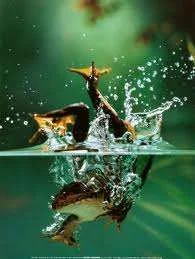frog6.webp