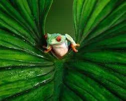 frog8.webp