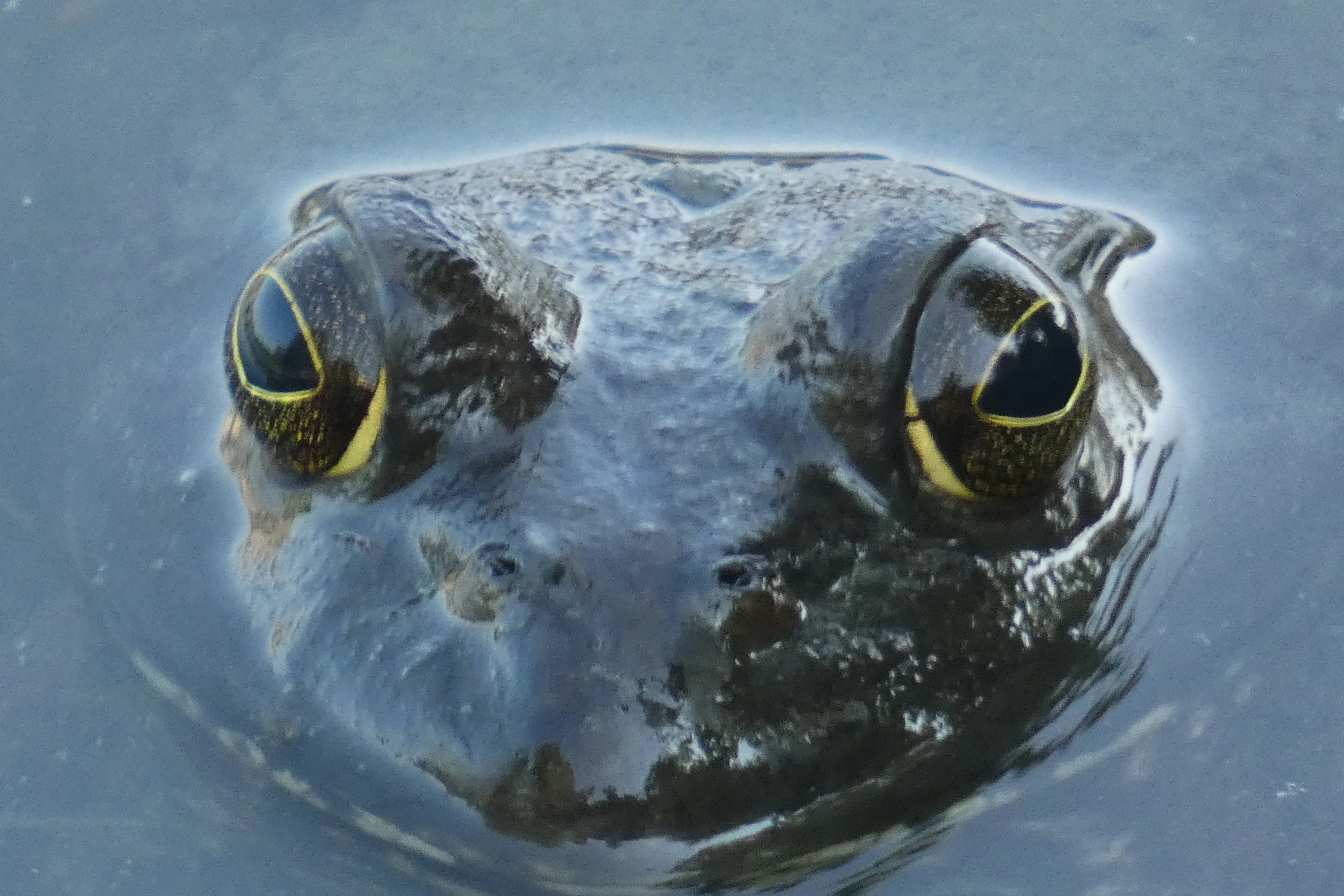 frog_4.JPG
