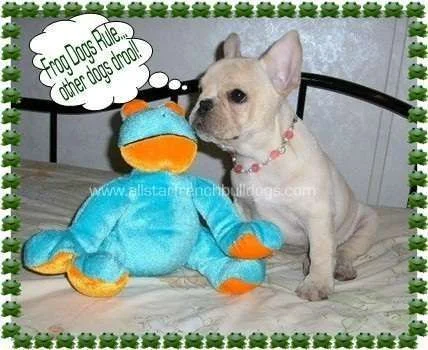 frogdogsDroolLOGO.webp