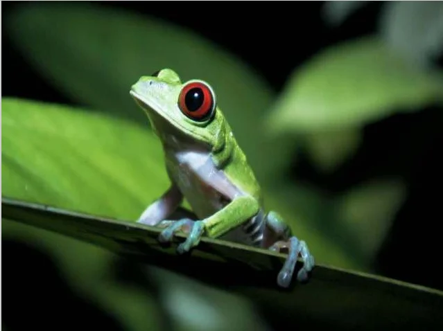 froggie big eyes.webp