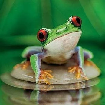 froggie-bloom.webp