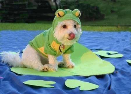 froggie-doggie.webp