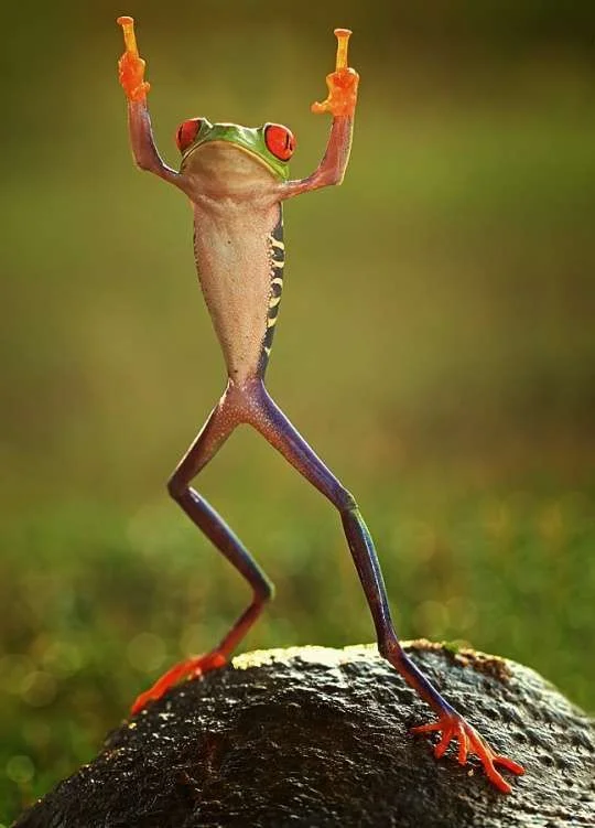 froggie.webp