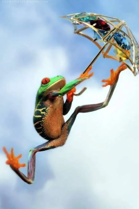 froggie.webp