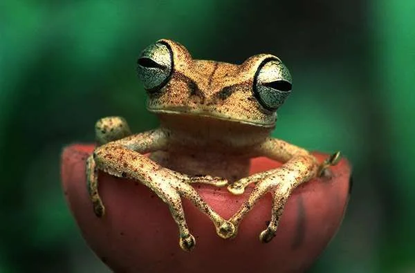 froggie.webp