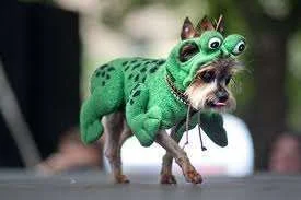 froggie2.webp