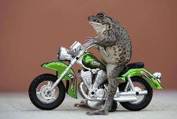 Froggy.webp