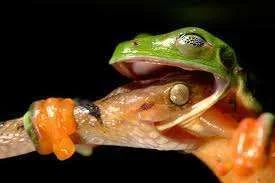 froggy8.webp