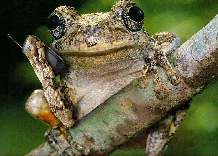 frogmobile.webp