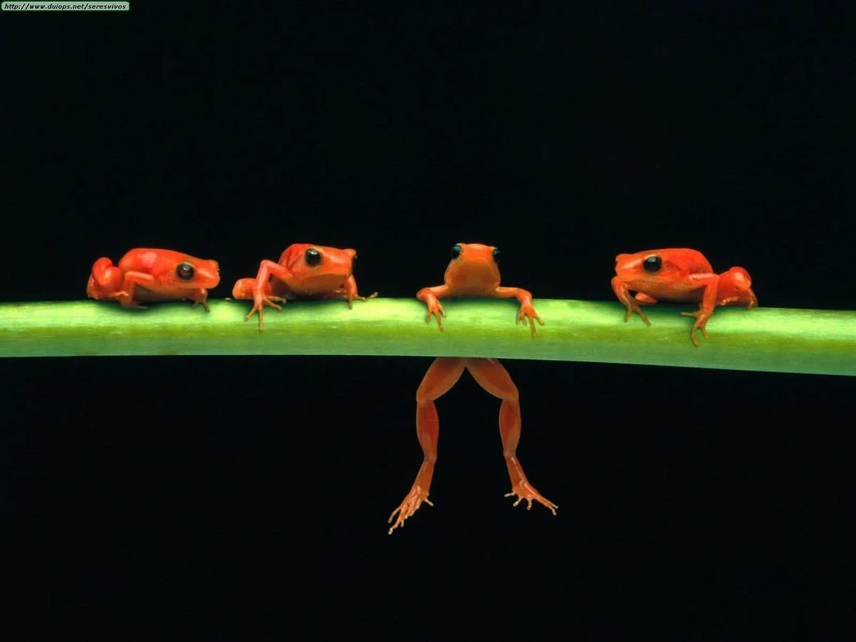 frogs-D-frogs-2925896-1600-1200.webp