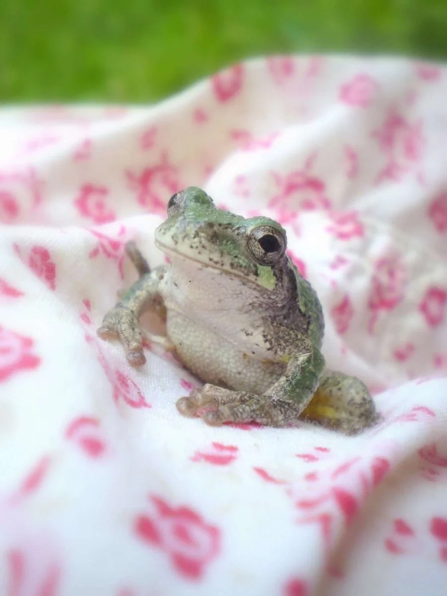 frogs frog edit.webp