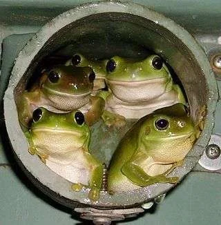 frogs in house.webp