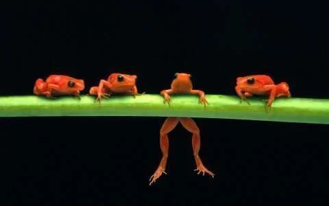 Frogs.webp