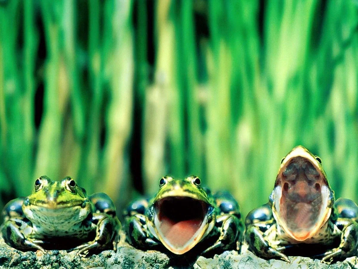 frogs.webp