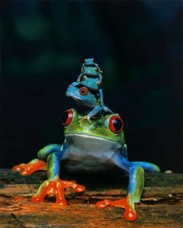 frogs.webp