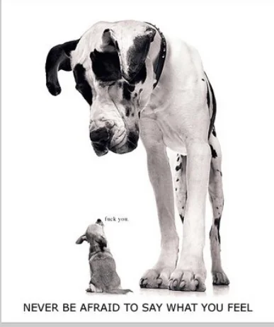 fun quote about a big dog and a tiny dog saying how you feel.webp