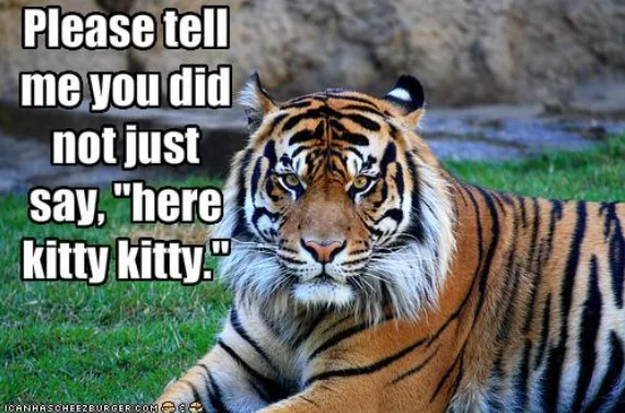fun quote, tiger saying you did not just say come here kitty, kitty.webp