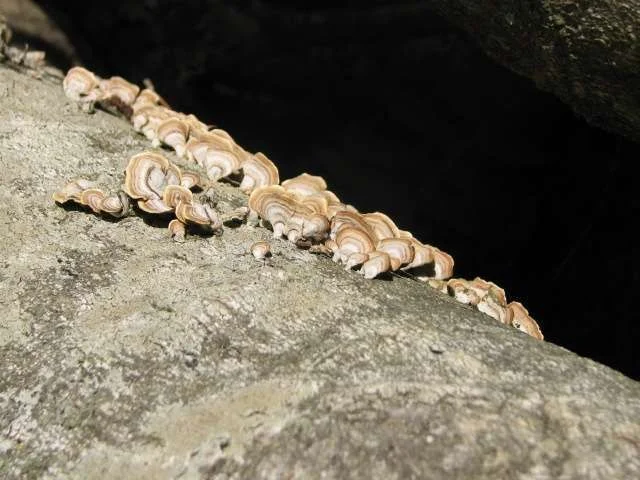 fungus on log.webp